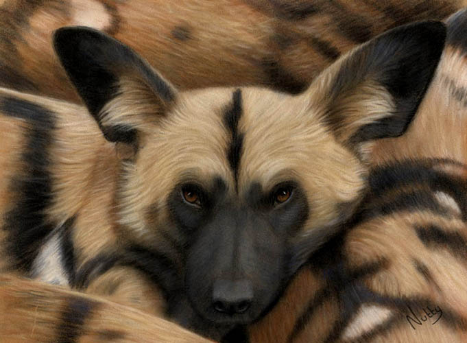 African Hunting Dog