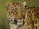 Amur Leopard