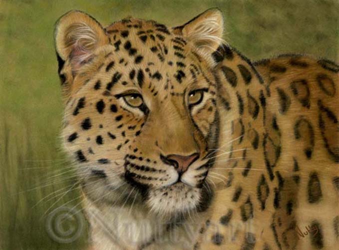 Amur leopard