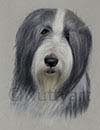 bearded collie