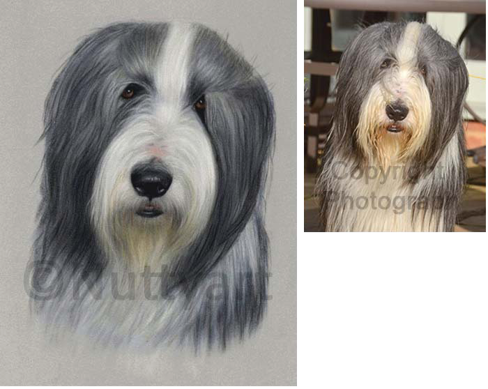 Bearded Collie