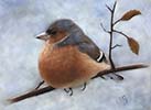 chaffinch