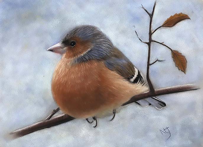 chaffinch 