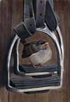 robin on stirrup