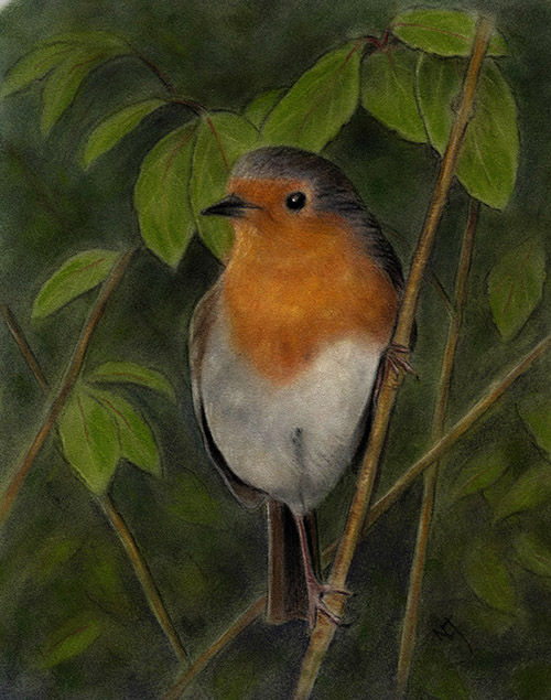 robin