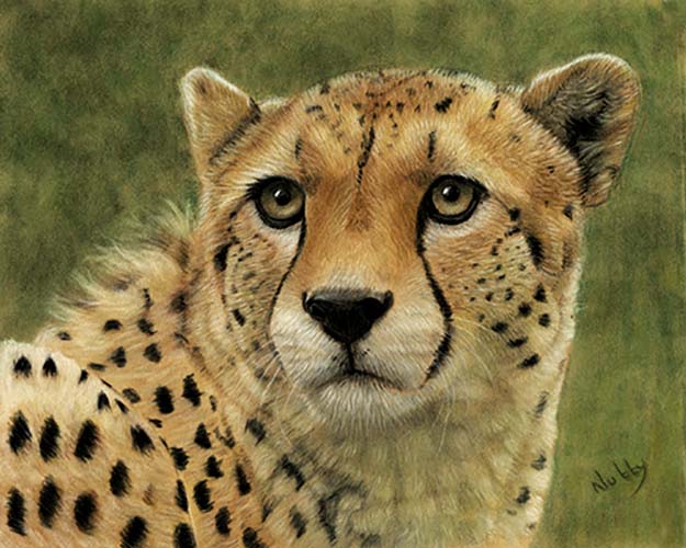 cheetah