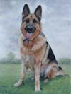 german shepherd