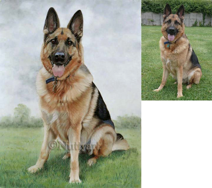 German Shepherd