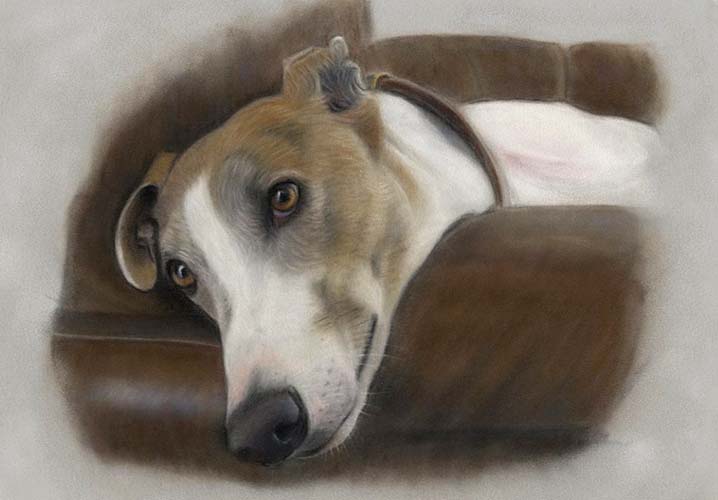 greyhound