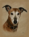greyhound