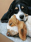 basset hounds