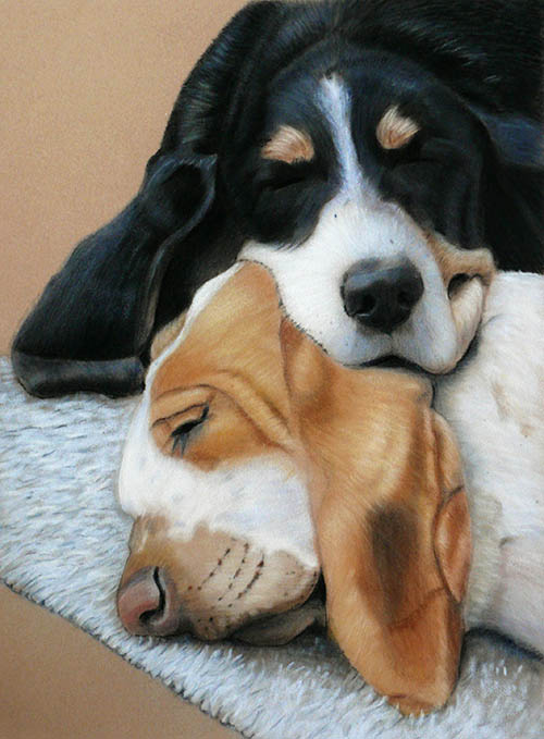 Basset Hounds