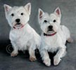 two westies