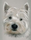 westie